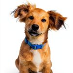 Yearly Life Reflections Journal English Kindle Book 3-0