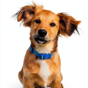 Yearly Life Reflections Journal English Kindle Book 3-0